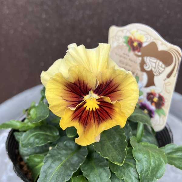 画像2: 【3株セット】マシェリマダム (2)