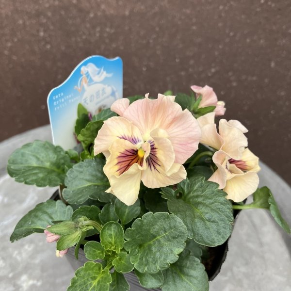 画像1: 【３株セット】天の羽衣（ピンク系） (1)