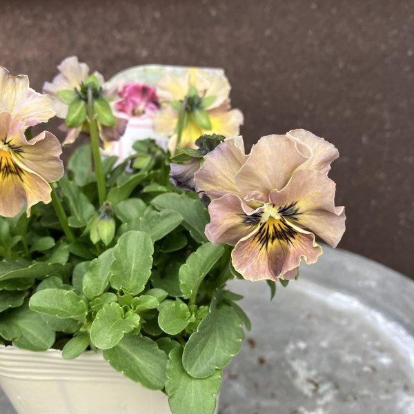 画像3: 【3株セット】パステルシャボン　グレー (3)