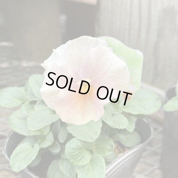 画像3: 【3株セット】 アンジュフルール (3)