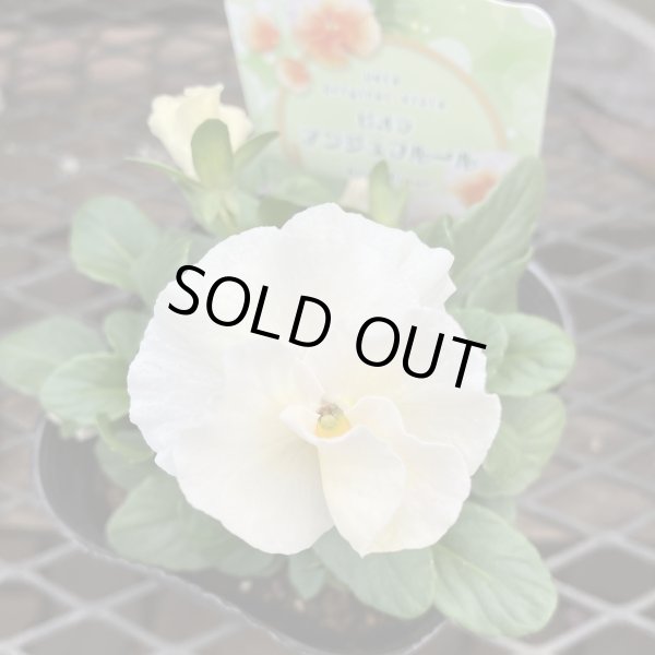 画像2: 【3株セット】 アンジュフルール (2)