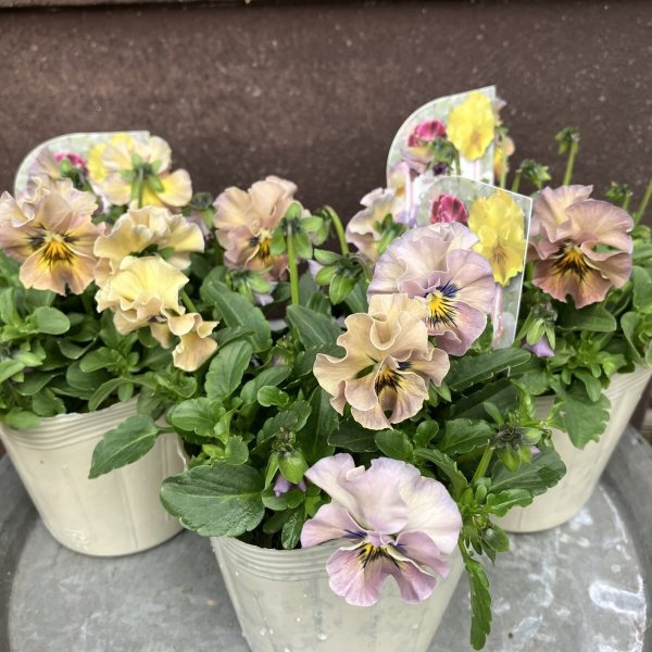 画像1: 【3株セット】パステルシャボン　グレー (1)