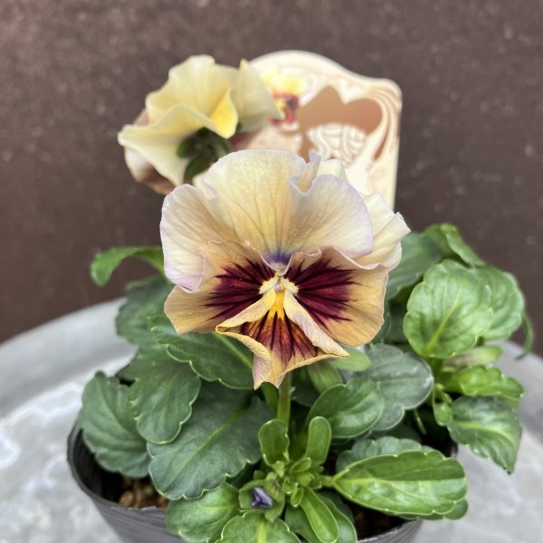 画像4: 【3株セット】マシェリマダム (4)