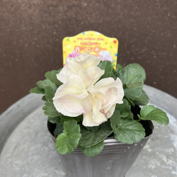 画像2: 【3株セット】春マンボー (2)