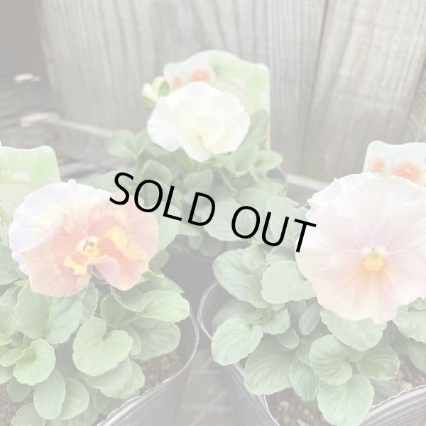 画像1: 【3株セット】 アンジュフルール (1)