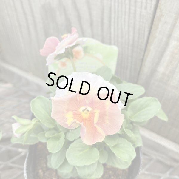 画像4: 【3株セット】 アンジュフルール (4)