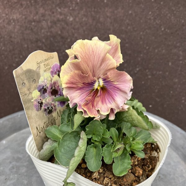 画像2: 【3株セット】ノスタルジックムーン (2)