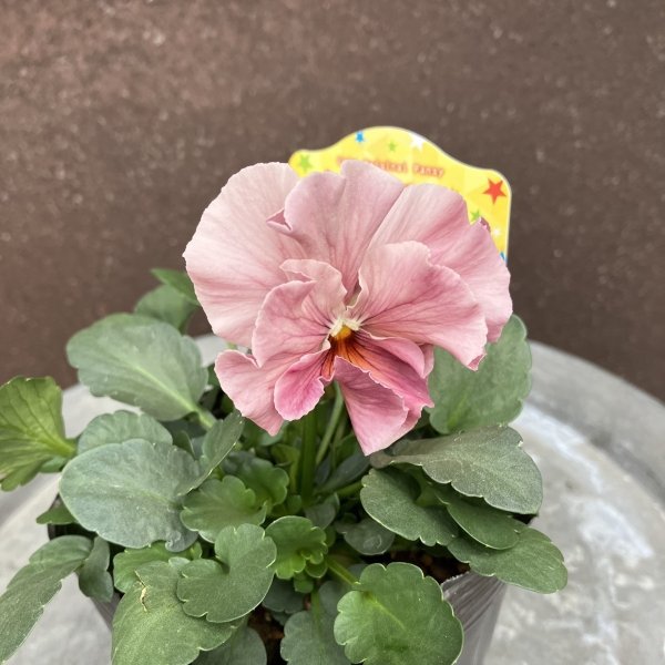 画像4: 【3株セット】春マンボー (4)