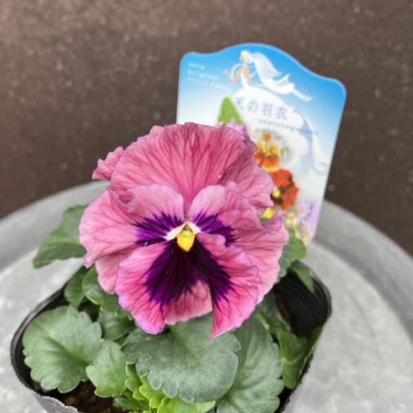 画像3: 【３株セット】天の羽衣（ピンク系） (3)