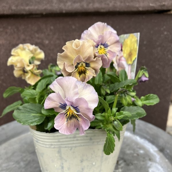 画像4: 【3株セット】パステルシャボン　グレー (4)