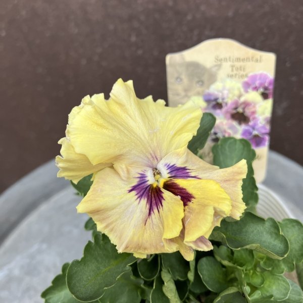 画像3: 【3株セット】ノスタルジックムーン (3)