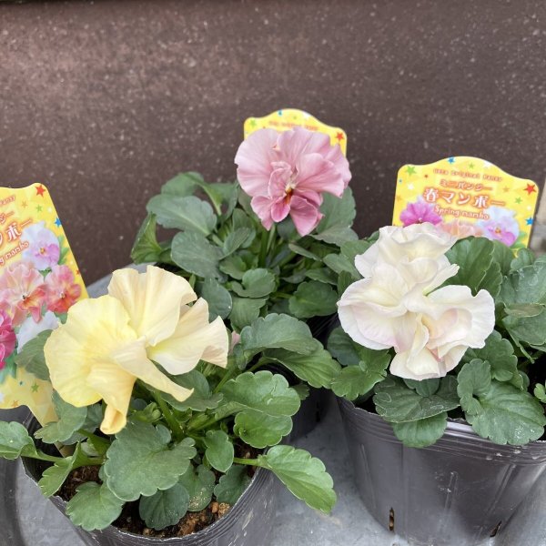 画像1: 【3株セット】春マンボー (1)