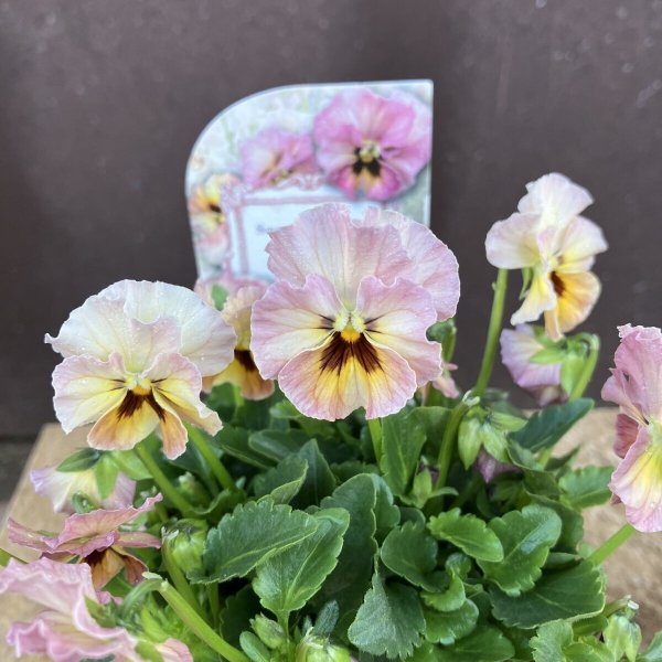 画像2: 【3株セット】Lien (2)