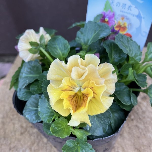 画像2: 【３株セット】天の羽衣（黄色系） (2)