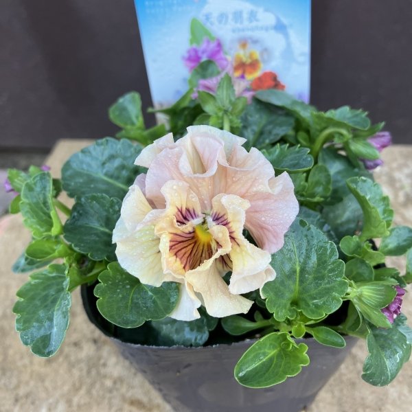 画像3: 【３株セット】天の羽衣（黄色系） (3)