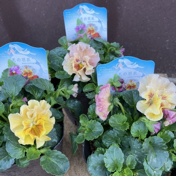 画像1: 【３株セット】天の羽衣（黄色系） (1)