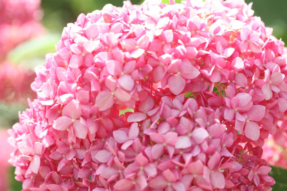 アナベル ピンクのアナベル 連続開花します 京都 洛西 まつおえんげい