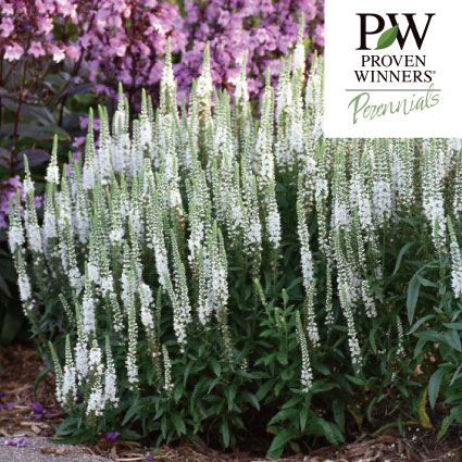 ベロニカ　ウィザーディング　ホワイトワンズ