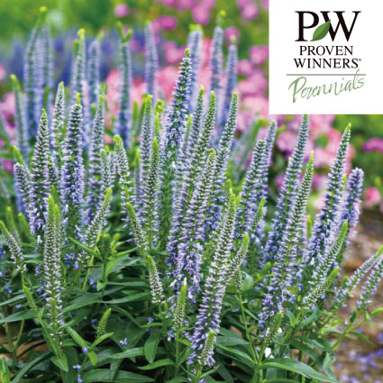 ベロニカ　ウィザーディング　エバーアフター