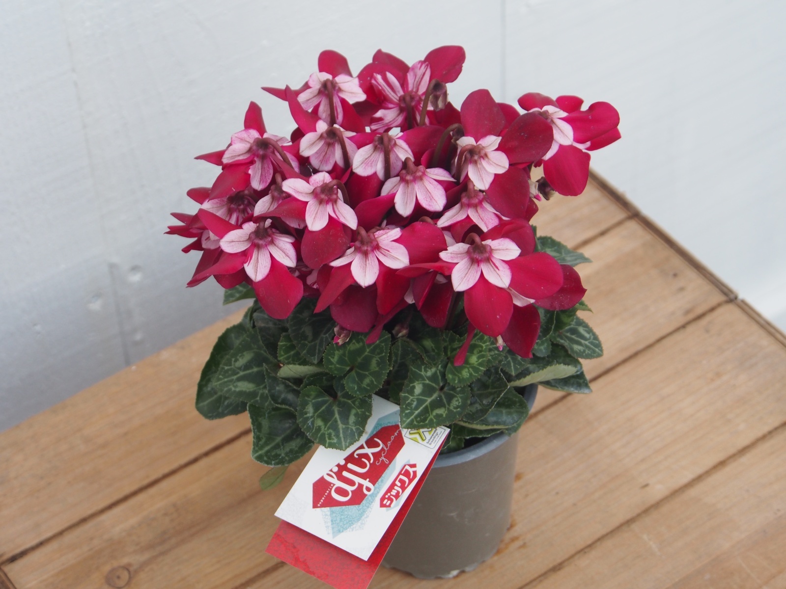 ガーデンシクラメン　ジックス　深赤