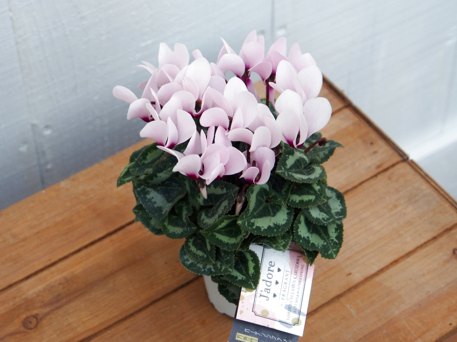 ガーデンシクラメン　ジャドール