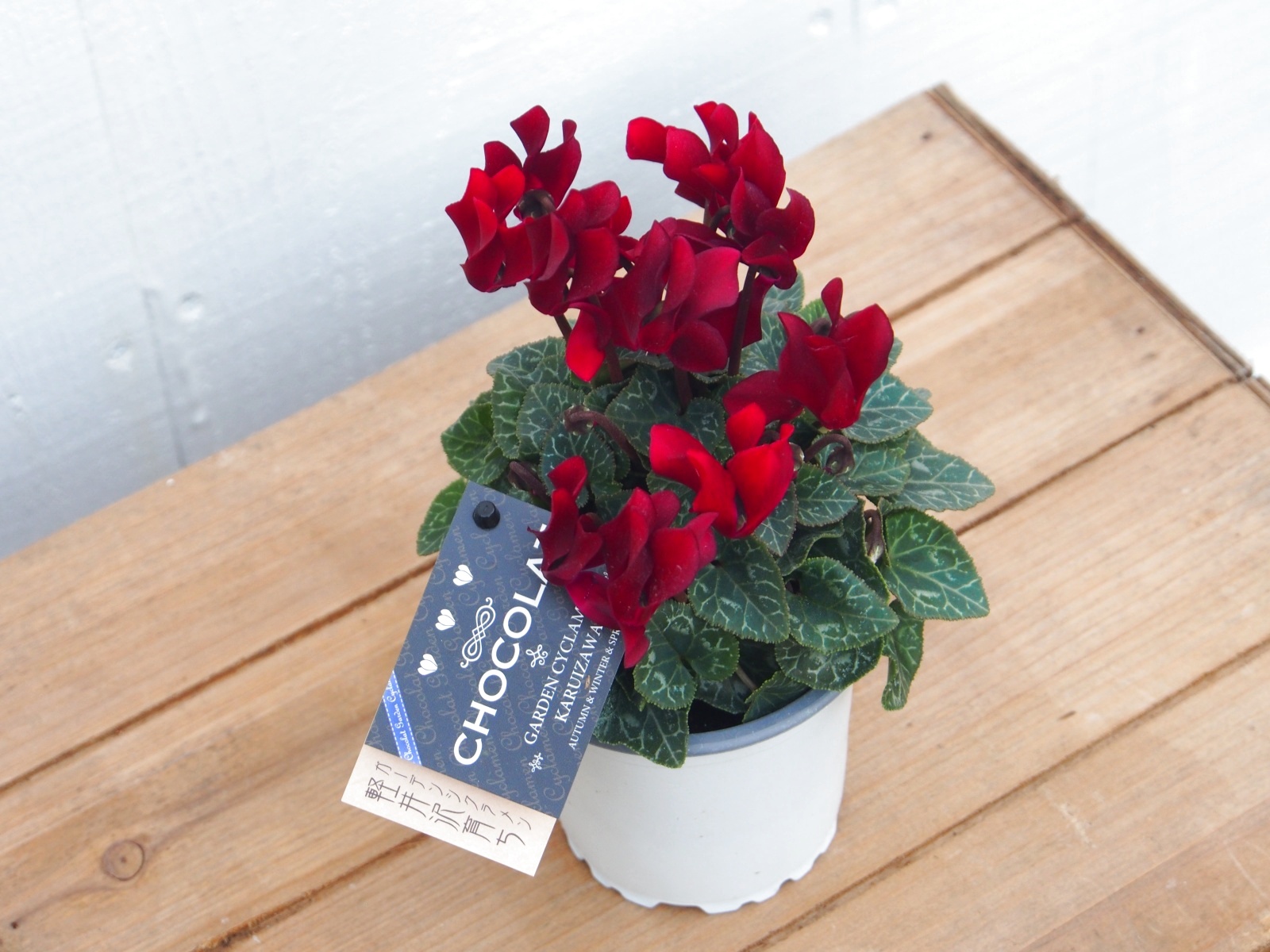 ガーデンシクラメン　ショコラ