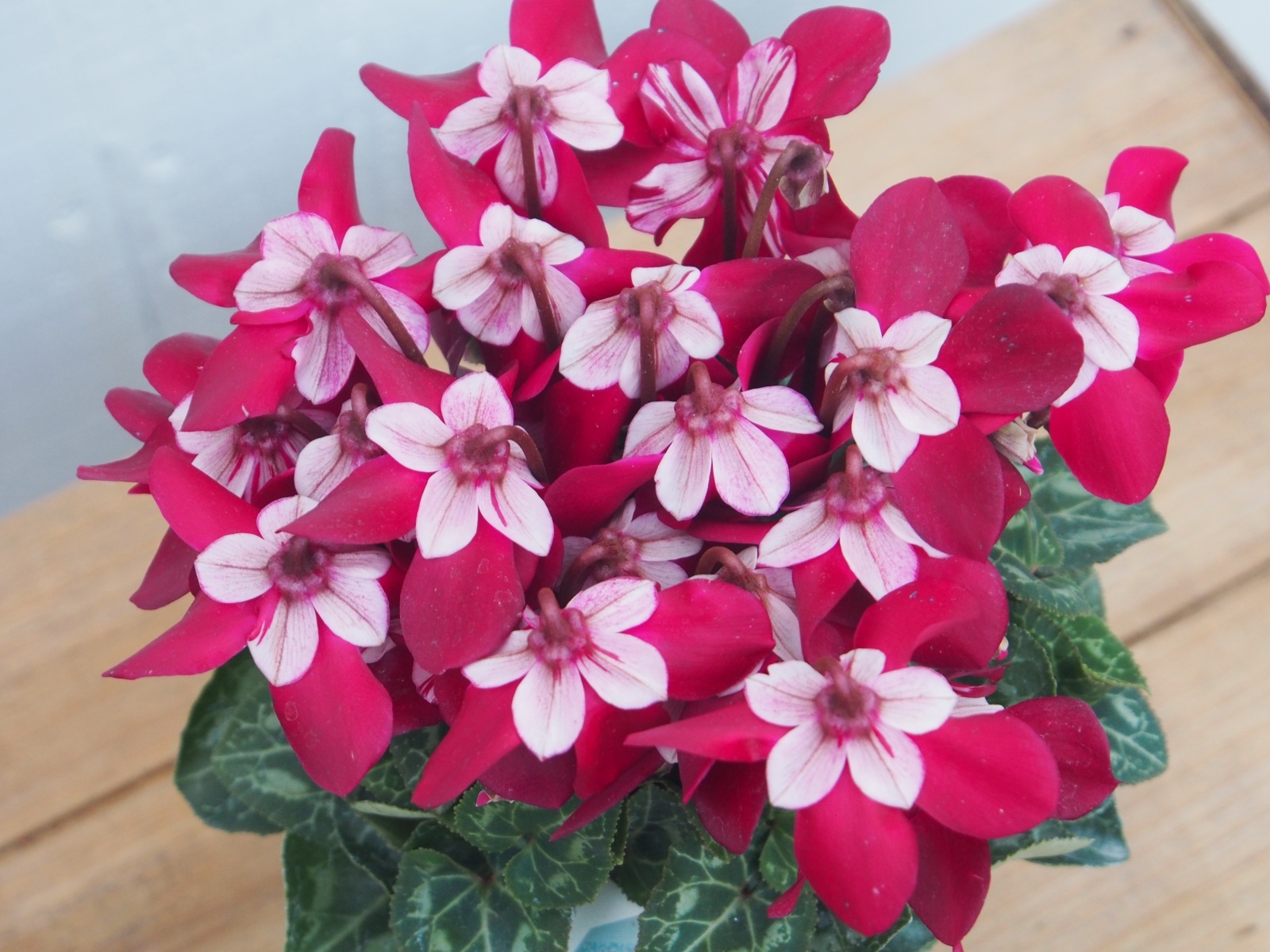 ガーデンシクラメン ジックス 深赤 - 京都・洛西 まつおえんげい