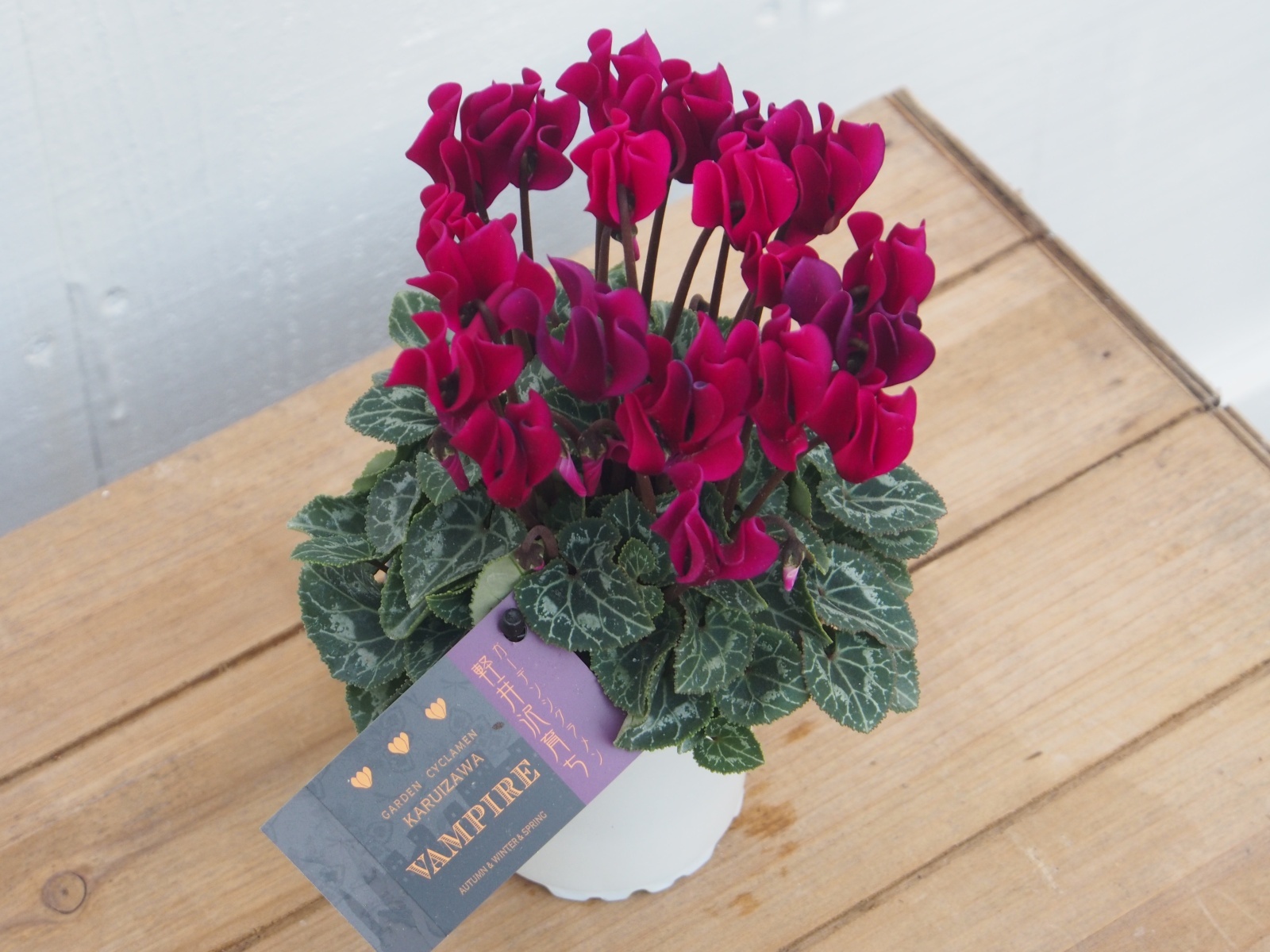 ガーデンシクラメン　ヴァンパイア