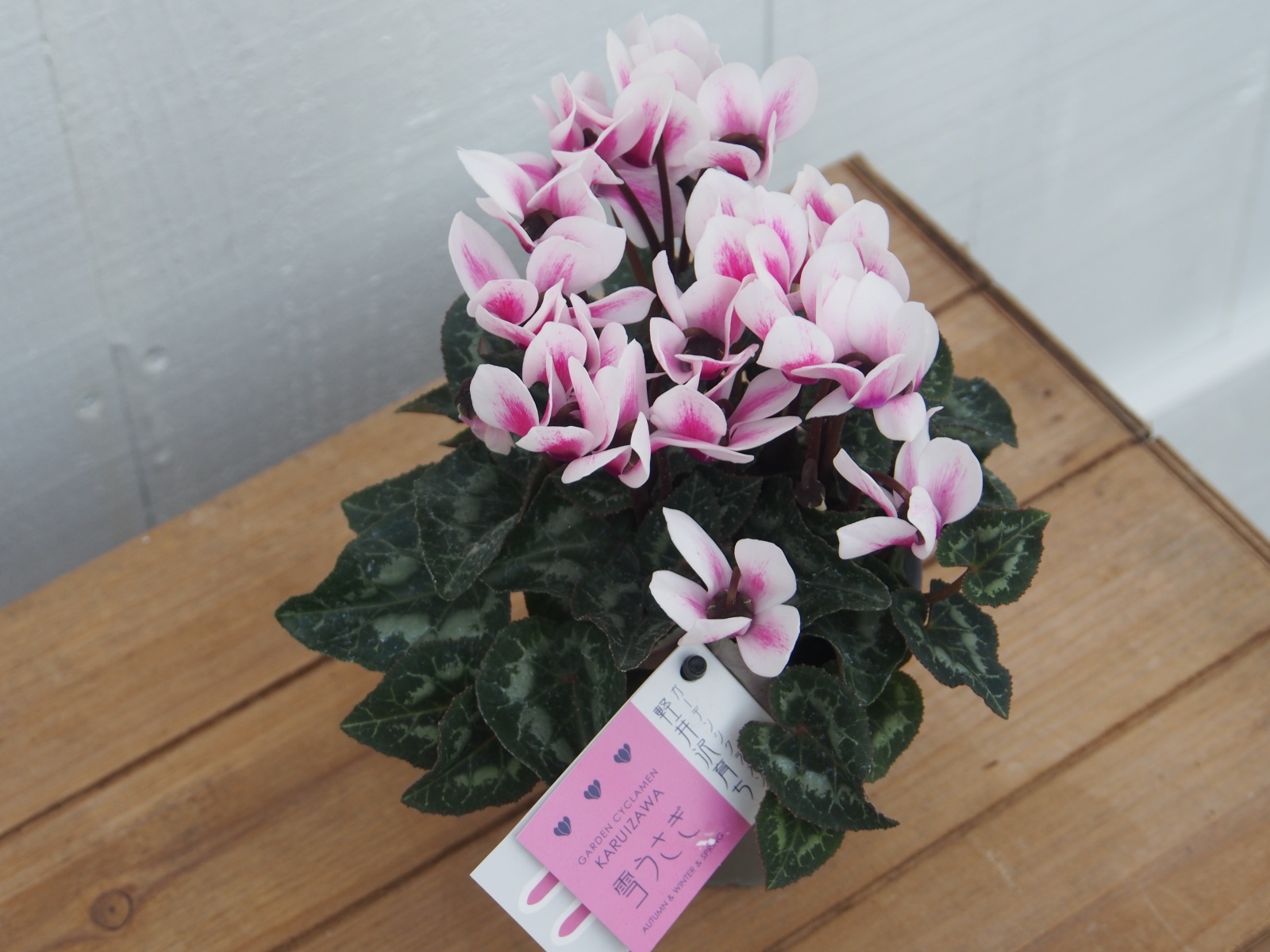 ガーデンシクラメン　雪うさぎ